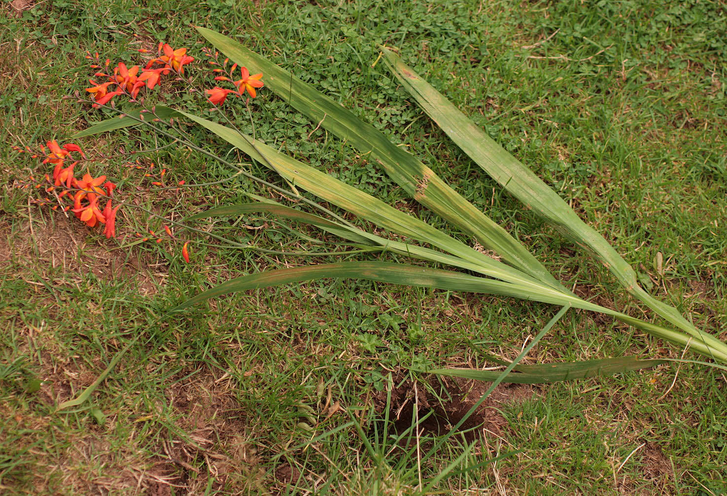 Image of Giant Montbretia