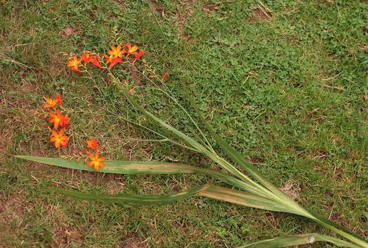 صورة Crocosmia masoniorum (L. Bolus) N. E. Br.