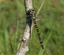 Image of golden-ringed dragonfly