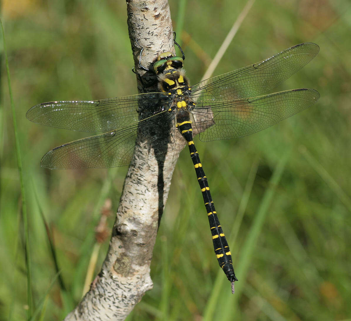 Image of golden-ringed dragonfly