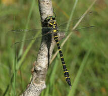 Image of golden-ringed dragonfly