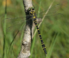 Image of golden-ringed dragonfly