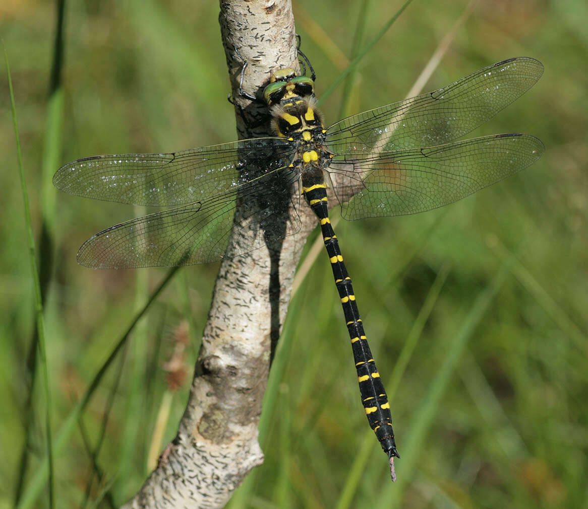 Image of golden-ringed dragonfly