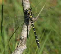 Image of golden-ringed dragonfly