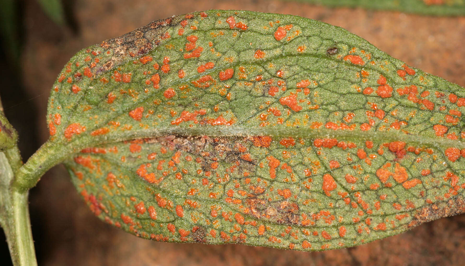 Image de Coleosporium tussilaginis (Pers.) Lév. 1849