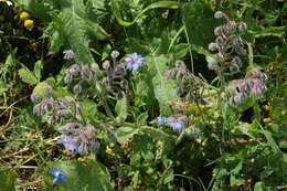 Image of borage