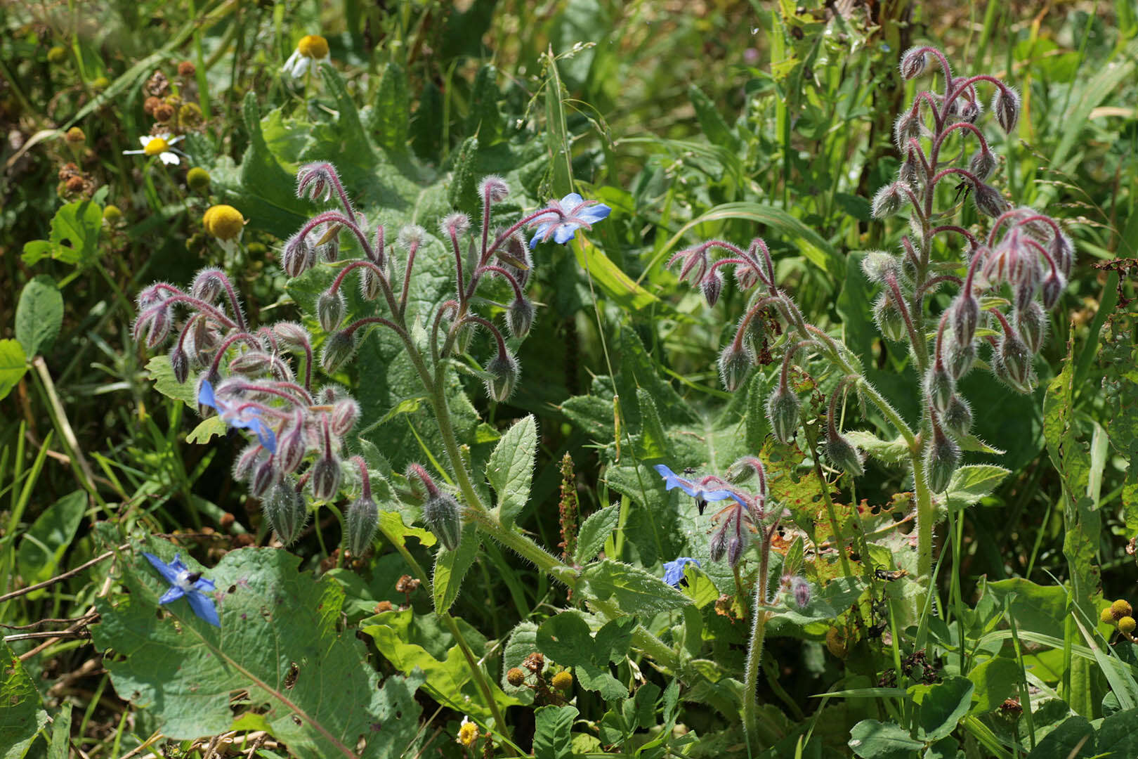 Image of borage