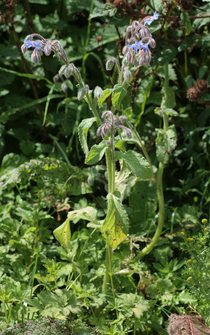 Image of borage