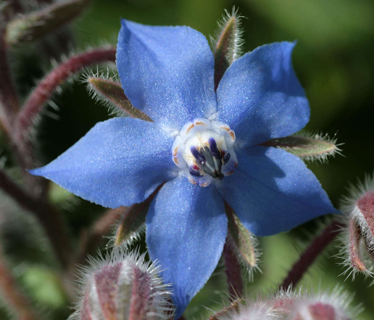 Image of borage