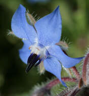 Image of borage