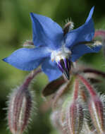 Image of borage