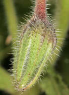 Image of borage