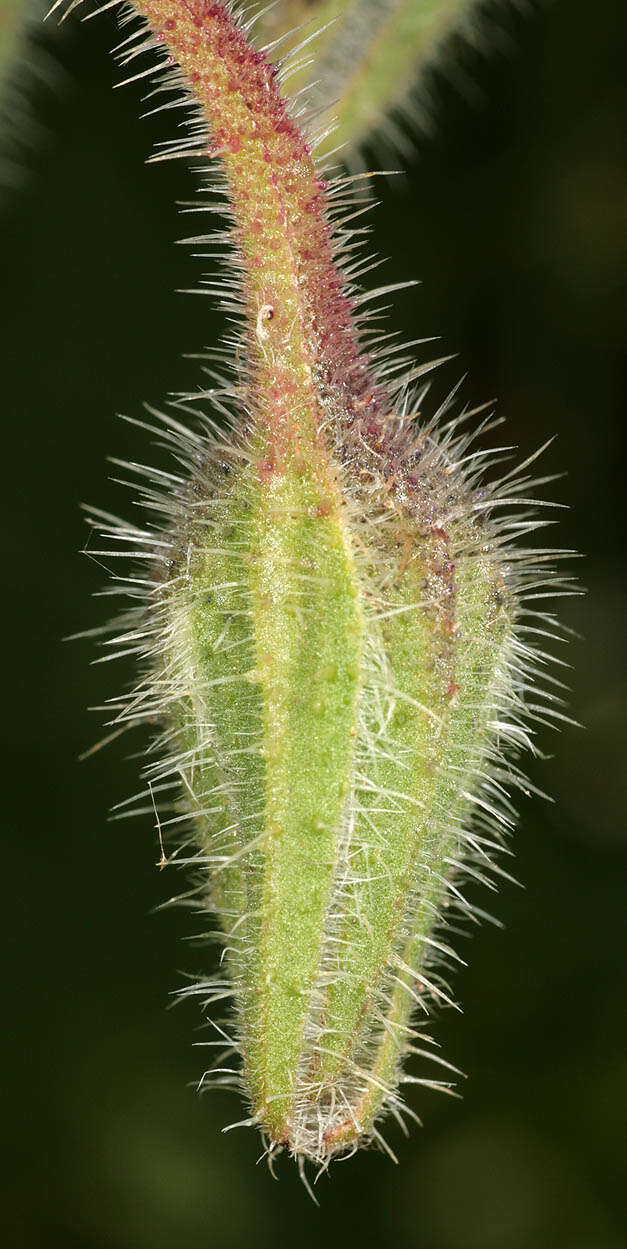 Image of borage