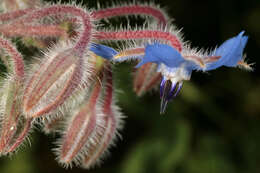 Image of borage