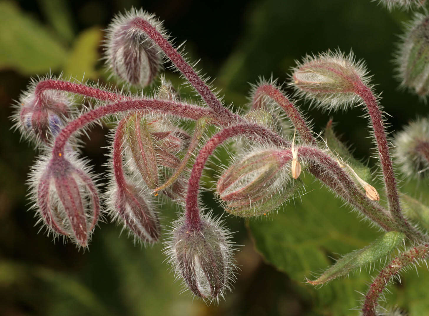 Image of borage