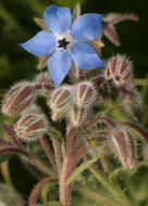 Image of borage