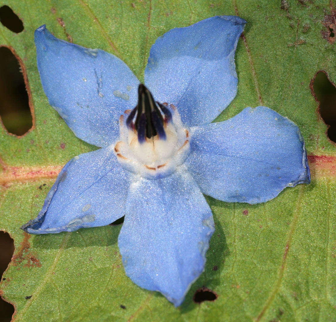 Image of borage