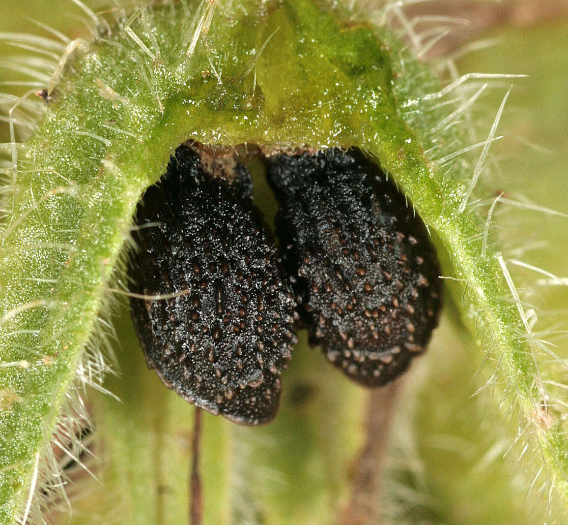 Image of borage