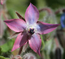 Image of borage