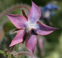 Image of borage