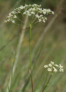 Image of Physospermum cornubiense (L.) DC.