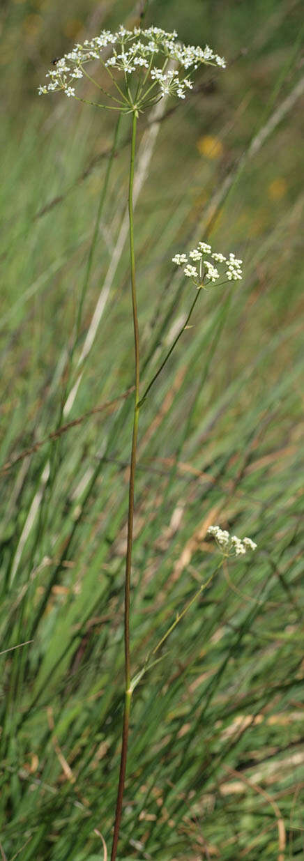 Image of Physospermum cornubiense (L.) DC.