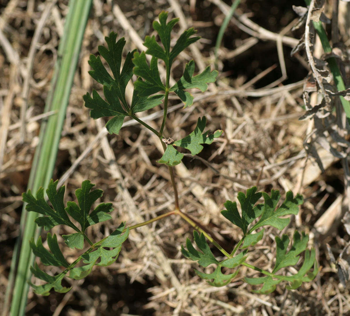 Image of Physospermum cornubiense (L.) DC.