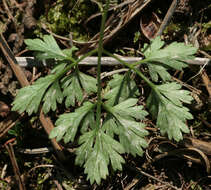 Image of Cercospora physospermi Deighton 1969