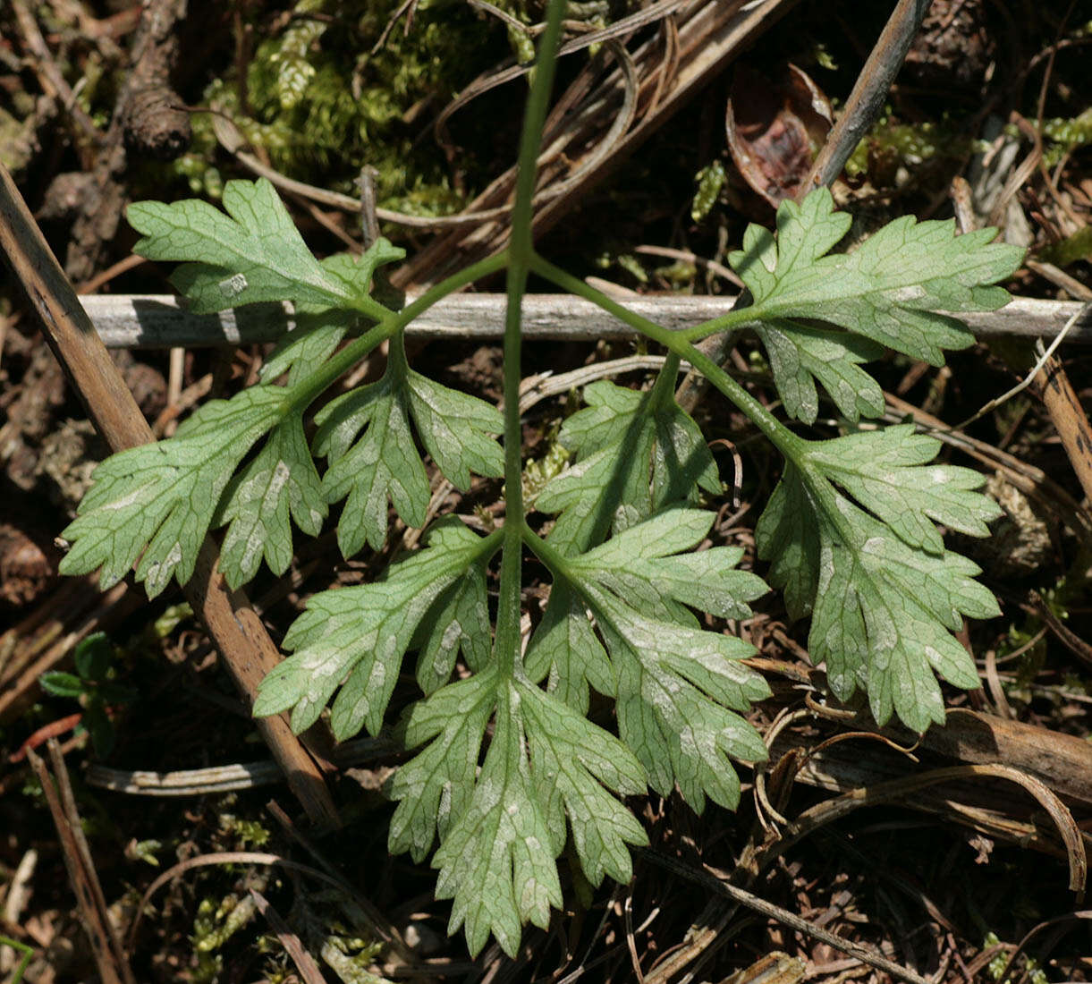 Image of Cercospora physospermi Deighton 1969