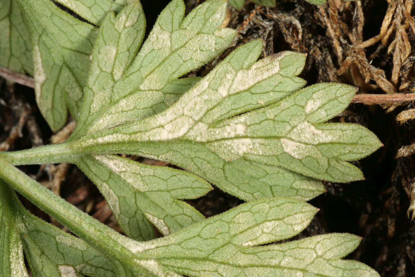 Image of Cercospora physospermi Deighton 1969