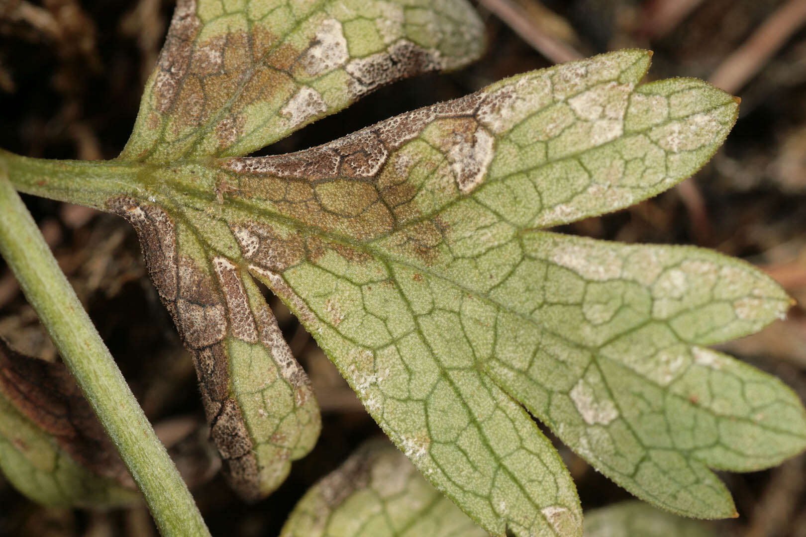 Image of Cercospora physospermi Deighton 1969