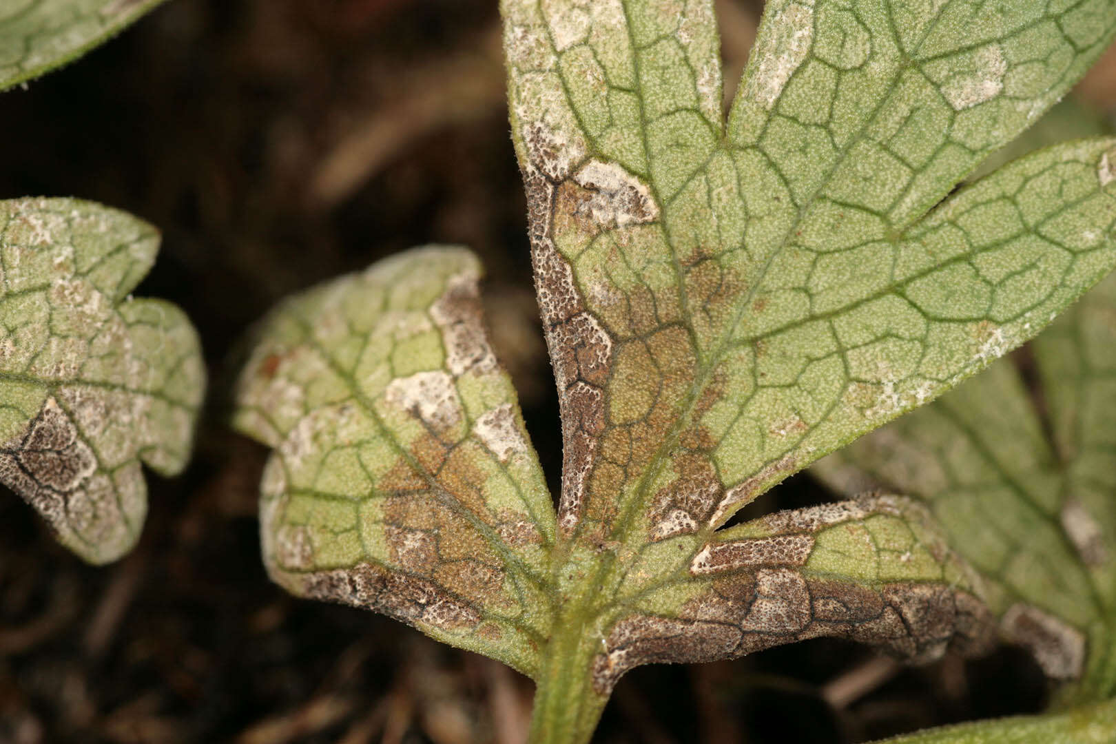 Image of Cercospora physospermi Deighton 1969