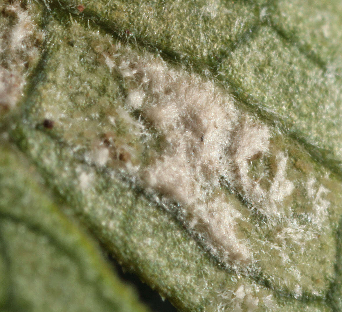 Image of Cercospora physospermi Deighton 1969