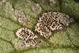 Image of Cercospora physospermi Deighton 1969