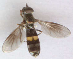 Image of Platycheirus rosarum (Fabricius 1787)