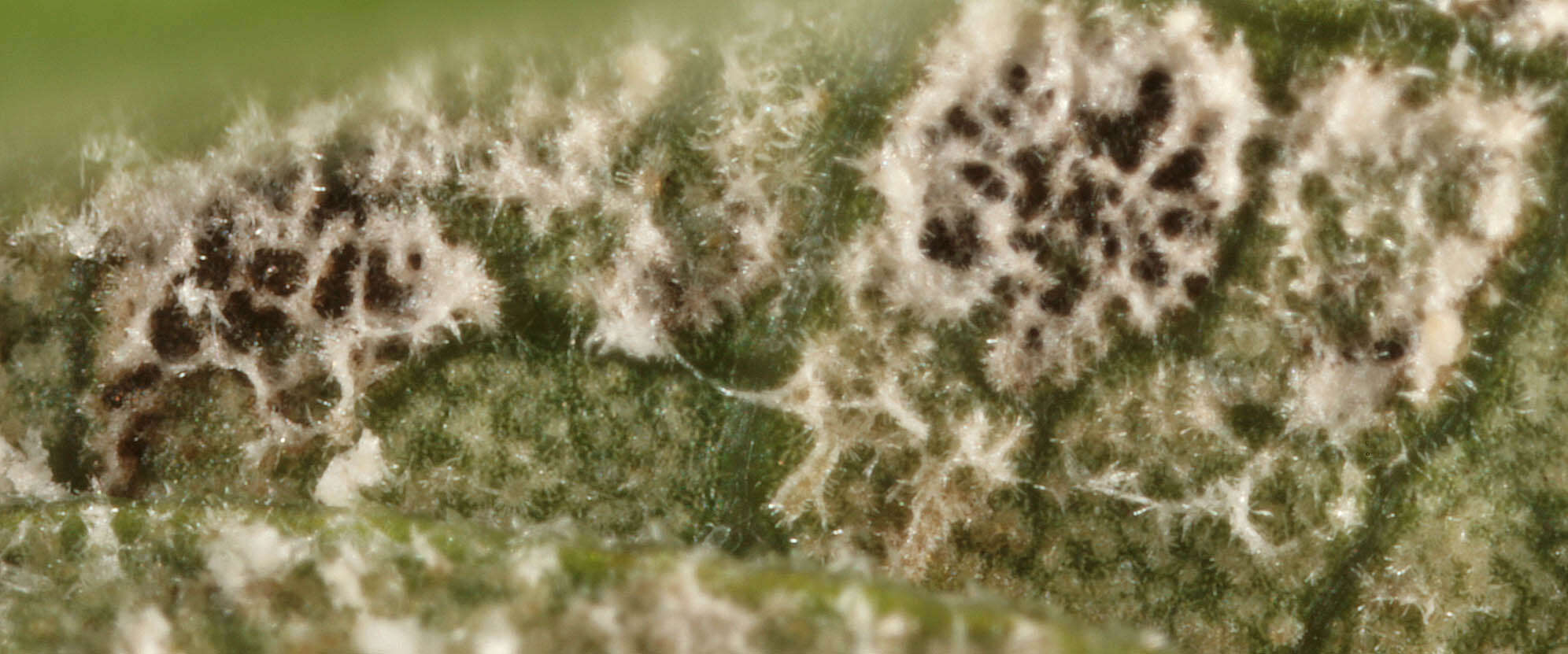 Image of Cercospora physospermi Deighton 1969