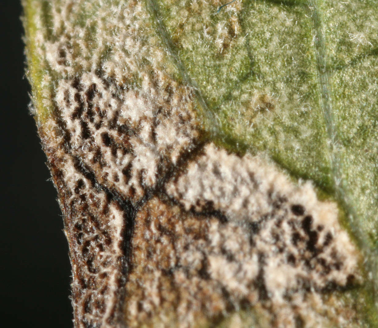 Image of Cercospora physospermi Deighton 1969