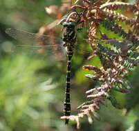 Image of golden-ringed dragonfly