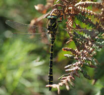 Image of golden-ringed dragonfly