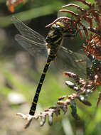 Image of golden-ringed dragonfly