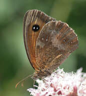 Image of hedge brown