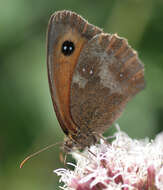 Image of hedge brown