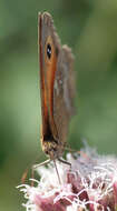 Image of hedge brown