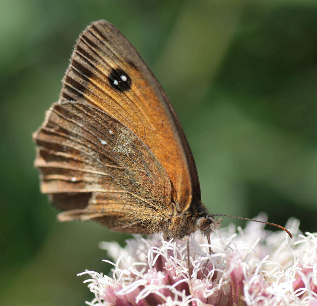 Image of hedge brown