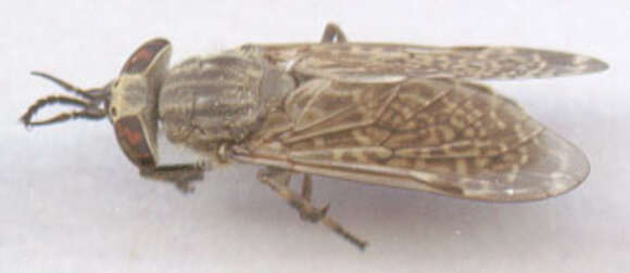 Image of common horse fly