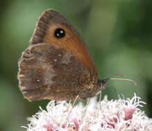 Image of hedge brown