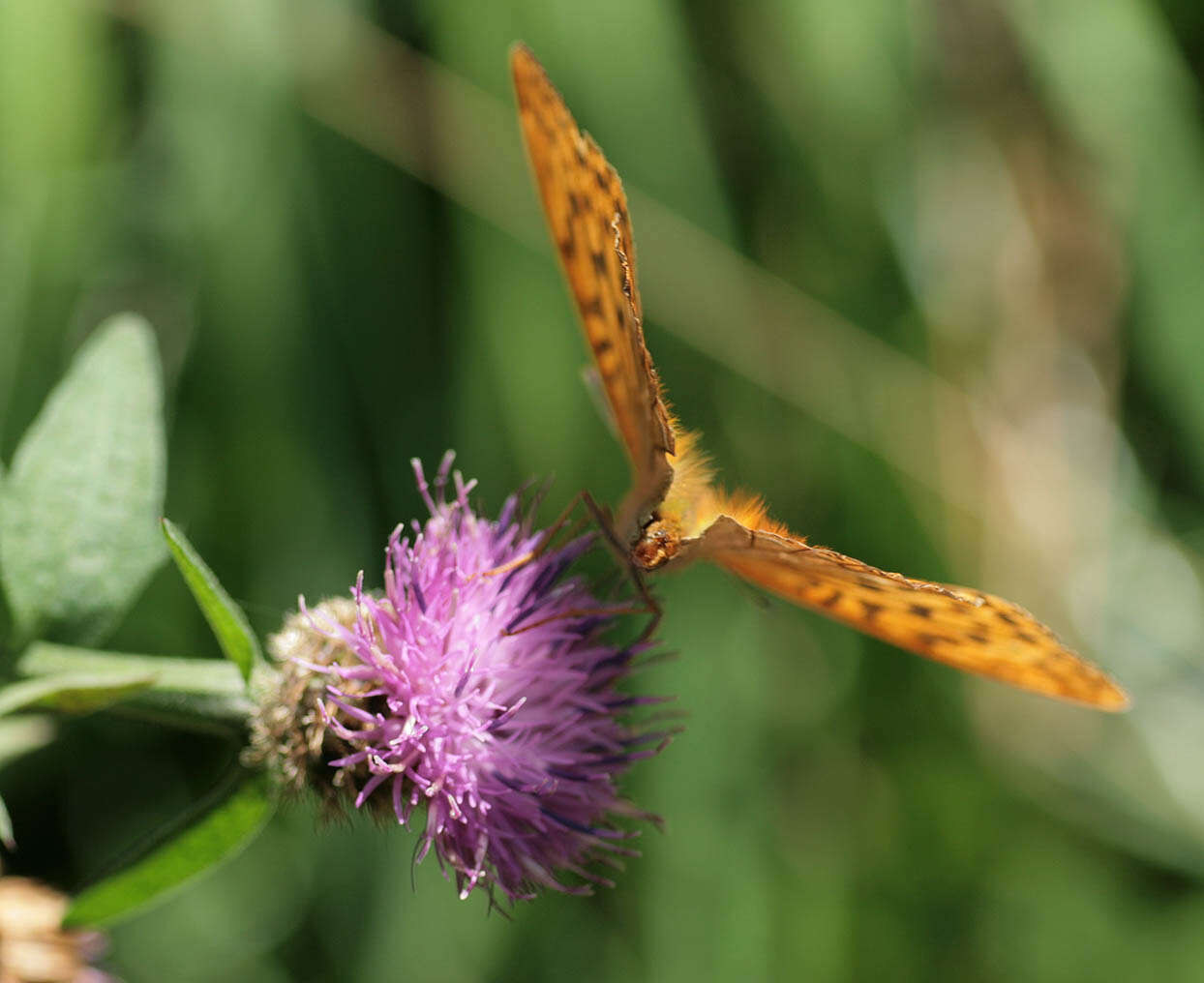 Imagem de Argynnis paphia Linnaeus 1758