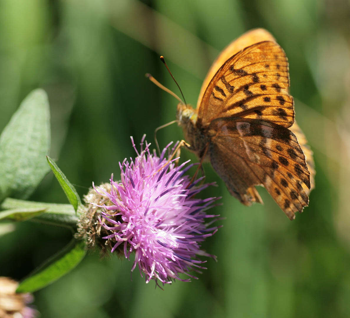 Imagem de Argynnis paphia Linnaeus 1758