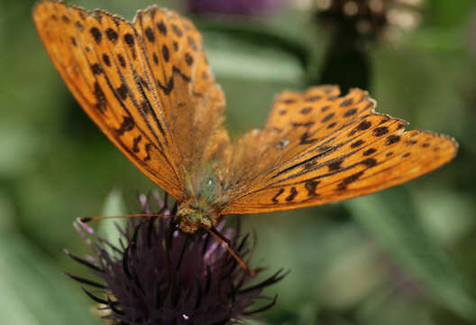 Imagem de Argynnis paphia Linnaeus 1758