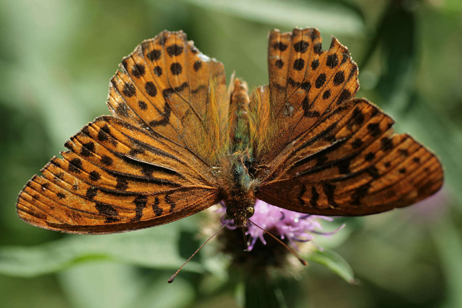 Imagem de Argynnis paphia Linnaeus 1758